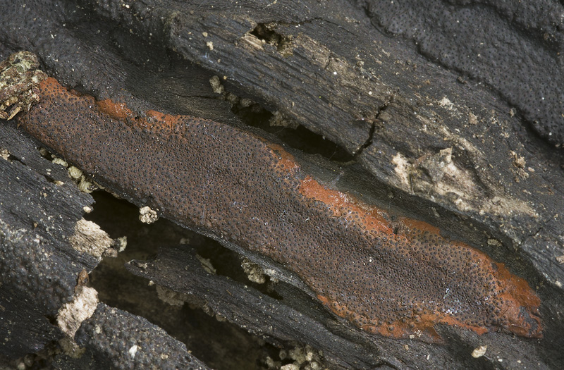 Hypoxylon submonticulosum